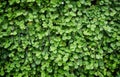 Creeping charley leaves background Royalty Free Stock Photo