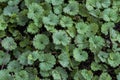 Creeping Charlie or Jenny Ground Cover - Glechoma hederacea Royalty Free Stock Photo