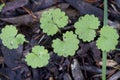 Creeping Charlie or Jenny Ground Cover - Glechoma hederacea Royalty Free Stock Photo