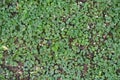 Creeping charlie leaves covering the ground Royalty Free Stock Photo