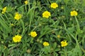 Creeping Cinquefoil Royalty Free Stock Photo