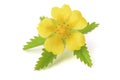 Creeping cinquefoil flower