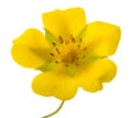 Creeping cinquefoil flower Royalty Free Stock Photo