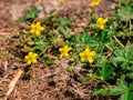 Creeping cinquefoil Potentilla reptans blooming on a dry lawn