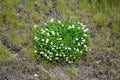 Creeping clover is a creeping or recumbent, white flowering herb grown for your high nutritional value. White flower in the meadow Royalty Free Stock Photo