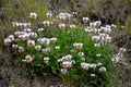 Creeping clover is a creeping or recumbent, white flowering herb grown for your high nutritional value. White flower in the meadow Royalty Free Stock Photo