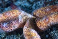 Creeping Comb Jelly Coeloplana astericola