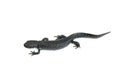 A creeping curving black newt isolated on a white background. The view from the top. Royalty Free Stock Photo