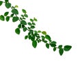 Creeping fig, Climbing fig, Ficus pumila isolated on white background Royalty Free Stock Photo