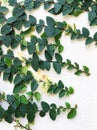 Creeping fig, Climbing fig, Ficus pumila on the wall