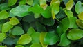 Creeping fig or ficus pumila plants thrive