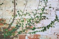 Creeping Fig Vines Growing on Damaged White Brick Wall Background Royalty Free Stock Photo