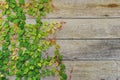 Creeping Fig Vines Growing on Weathered Wood Wall Background Royalty Free Stock Photo