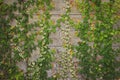 Creeping Fig Vines Growing on Weathered Wood Wall Background Royalty Free Stock Photo