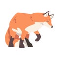 Creeping Fox, Beautiful Wild Predator Forest Animal Cartoon Vector Illustration