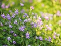 Creeping foxglove, Acanthaceae, creeping foxglove name purple flower spreading, herbaceous groundcover young plants in tropical