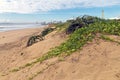 Creeping Green Dune Vegetation with Purple Flowers and Aloes Royalty Free Stock Photo