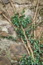 Creeping green ivy on the stone wall. Royalty Free Stock Photo