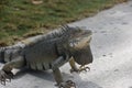 Creeping Grey Iguana with Spikes Along his Back