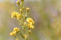 Creeping groundsel Senecio angulatus