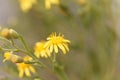 Creeping groundsel Senecio angulatus