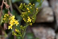 Creeping groundsel Senecio angulatus