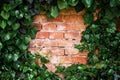 Creeping ivy and brick wall as social media background Royalty Free Stock Photo