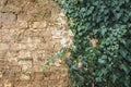 Creeping ivy plant growing on adobe mudbrick wall Royalty Free Stock Photo