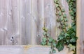 creeping ivy plant on wooden rustic fence, background with copy space