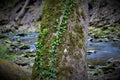 Creeping Ivy Vine Royalty Free Stock Photo