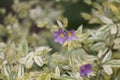 Creeping Jacob`s ladder Polemonium reptans plant with variegated leaves