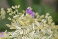 Creeping Jacob`s ladder Polemonium reptans plant with variegated leaves