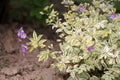 Creeping Jacob`s ladder Polemonium reptans plant with variegated leaves