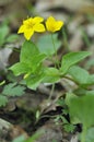 Creeping-jenny - Lysimachia nummularia Royalty Free Stock Photo