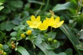 Creeping Jenny (Lysimachia nummularia) Royalty Free Stock Photo