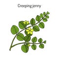 Creeping jenny lysimachia nummularia , medicinal plant