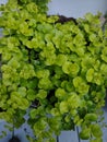 Creeping Jenny Plant Royalty Free Stock Photo