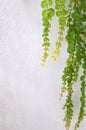 Creeping Jenny plant background Royalty Free Stock Photo