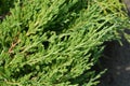 Creeping juniper Andorra Compact