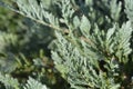 Creeping juniper Blue Chip