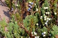 Creeping Juniper 605501