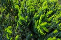 Creeping juniper in the garden background. Green leave texture Royalty Free Stock Photo
