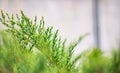 Creeping juniper in the garden background. Green leave texture Royalty Free Stock Photo