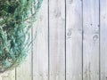 Creeping juniper with grey wooden wall background.