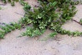 Creeping Juniper 605512