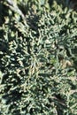 Creeping juniper Icee Blue Royalty Free Stock Photo