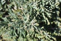 Creeping juniper Icee Blue Royalty Free Stock Photo