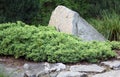 Creeping juniper Royalty Free Stock Photo