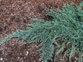 Creeping juniper (Juniperus horizontalis) \'Icee Blue\' with blue foliage on the ground Royalty Free Stock Photo