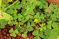 Creeping lady`s sorrel, a creeping broadleaf weed with beautiful flower Royalty Free Stock Photo